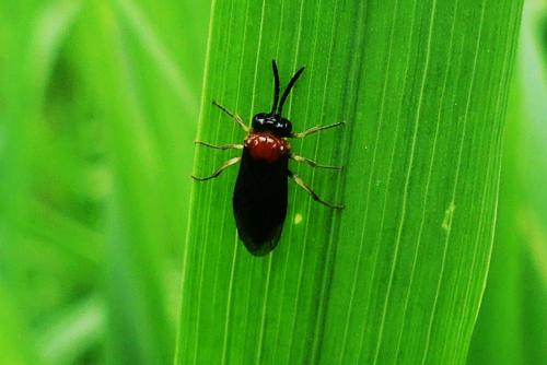 Réf. 266 415 : Eutomostethus ephippium